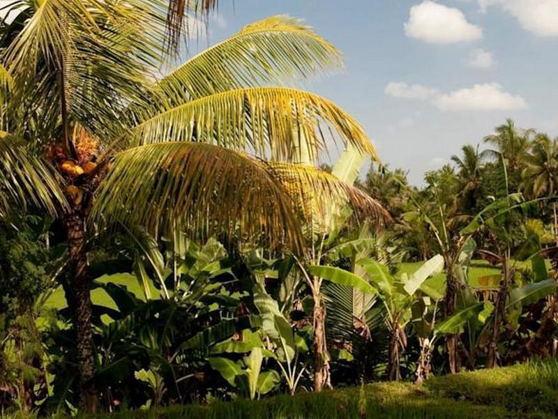 Puri Bebengan Bungalows Ubud Exterior foto